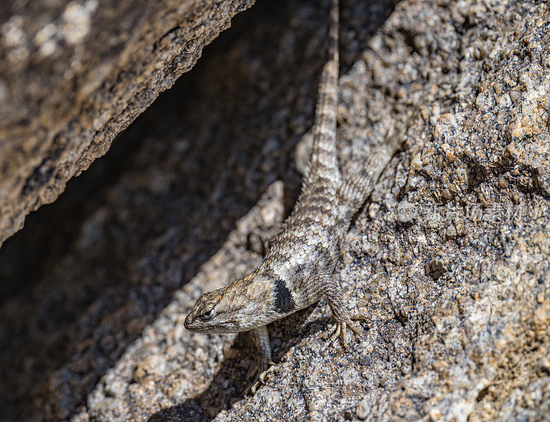 Sceloporus magister，也被称为沙漠刺蜥，是一种蜥科蜥蜴，原产于北美洲的奇瓦瓦沙漠和索诺兰沙漠。阿拉巴马山